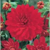 Bulbi dalia decorativa Garden Wonder, 1 bulb