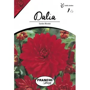 Bulbi dalia decorativa Garden Wonder, 1 bulb