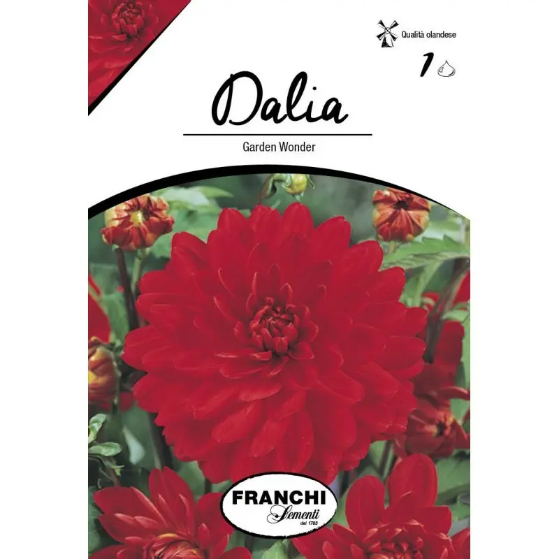 Bulbi dalia decorativa Garden Wonder, 1 bulb