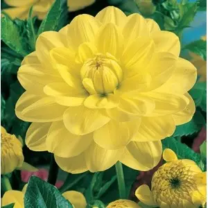 Bulbi dalia decorativa Glory Van Heemstede, 1 bulb