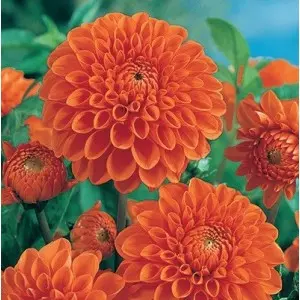 Bulbi dalia decorativa Glory van Noordwijk, 1 bulb