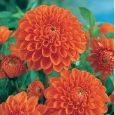 Bulbi dalia decorativa Glory van Noordwijk, 1 bulb