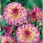 Bulbi dalia decorativa Hawaii, 1 bulb