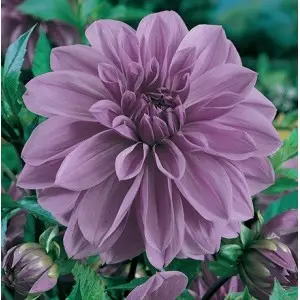 Bulbi dalia decorativa Lake Michigan, 1 bulb