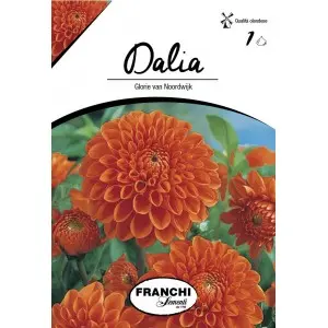 Bulbi dalia decorativa Glory van Noordwijk, 1 bulb