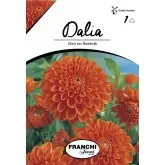 Bulbi dalia decorativa Glory van Noordwijk, 1 bulb