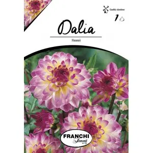 Bulbi dalia decorativa Hawaii, 1 bulb