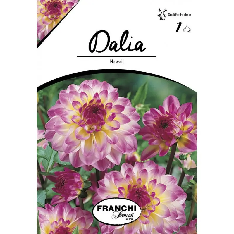 Bulbi dalia decorativa Hawaii, 1 bulb