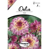 Bulbi dalia decorativa Hawaii, 1 bulb