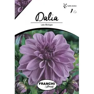 Bulbi dalia decorativa Lake Michigan, 1 bulb