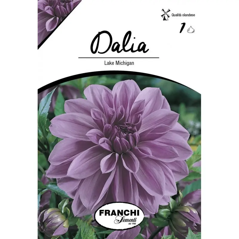Bulbi dalia decorativa Lake Michigan, 1 bulb