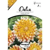 Bulbi dalia decorativa Peaches and Cream, 1 bulb