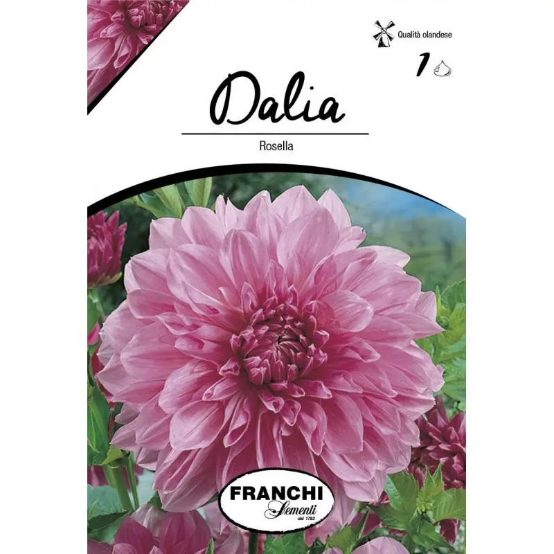 Bulbi dalia decorativa Rosella, 1 bulb