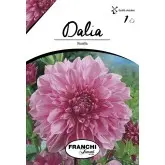 Bulbi dalia decorativa Rosella, 1 bulb