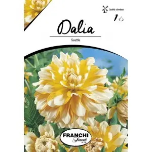 Bulbi dalia decorativa Seattle, 1 bulb