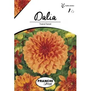 Bulbi dalia decorativa Tropical Sunset, 1 bulb