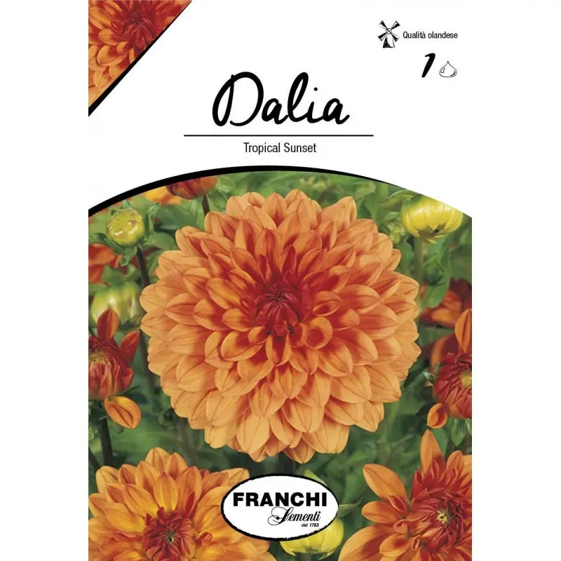 Bulbi dalia decorativa Tropical Sunset, 1 bulb