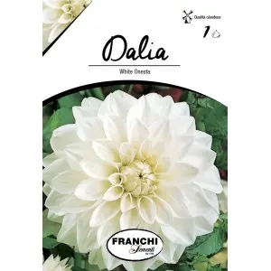 Bulbi dalia decorativa White Onesta, 1 bulb
