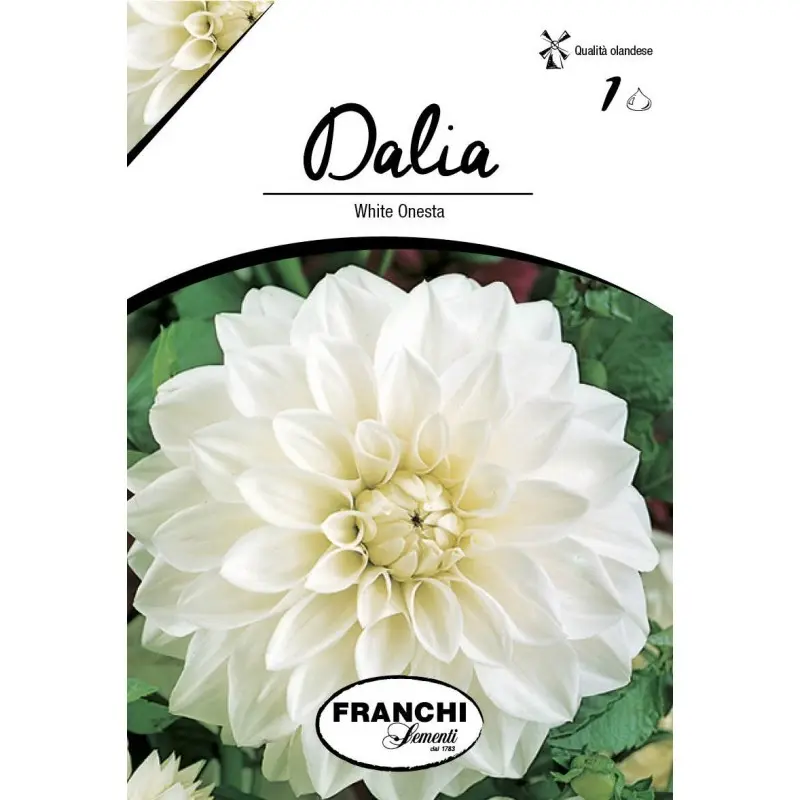 Bulbi dalia decorativa White Onesta, 1 bulb