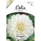 Bulbi dalia decorativa White Onesta, 1 bulb