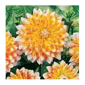 Bulbi dalia decorativa Peaches and Cream, 1 bulb