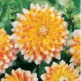 Bulbi dalia decorativa Peaches and Cream, 1 bulb