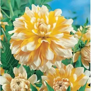 Bulbi dalia decorativa Seattle, 1 bulb