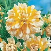 Bulbi dalia decorativa Seattle, 1 bulb