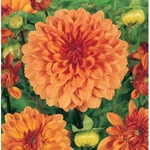 Bulbi dalia decorativa Tropical Sunset, 1 bulb