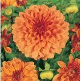 Bulbi dalia decorativa Tropical Sunset, 1 bulb