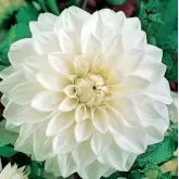 Bulbi dalia decorativa White Onesta, 1 bulb