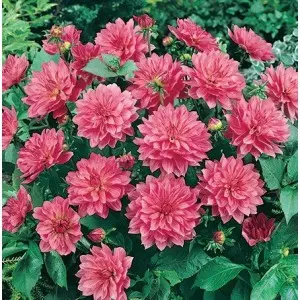 Bulbi dalia pitica Bluesette, 1 bulb