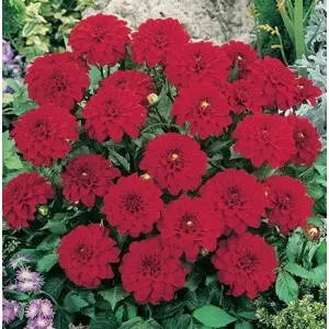 Bulbi dalia pitica Ellen Houston, 1 bulb