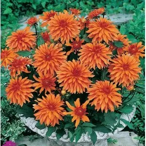 Bulbi dalia pitica Orange Pigmy, 1 bulb