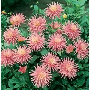 Bulbi dalia pitica Park Princess, 1 bulb