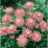Bulbi dalia pitica Park Princess, 1 bulb