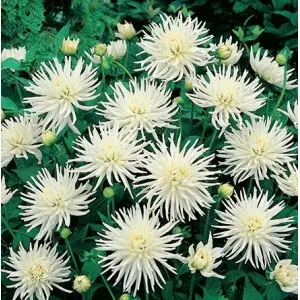 Bulbi dalia pitica Playa Blanca, 1 bulb