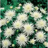 Bulbi dalia pitica Playa Blanca, 1 bulb