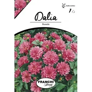 Bulbi dalia pitica Bluesette, 1 bulb