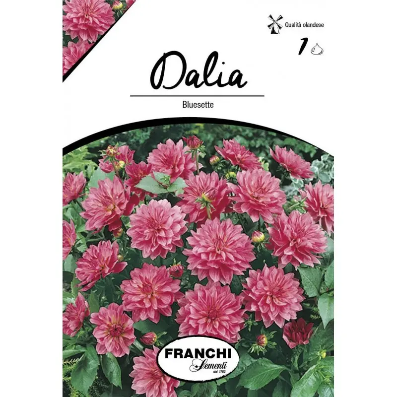 Bulbi dalia pitica Bluesette, 1 bulb