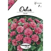 Bulbi dalia pitica Bluesette, 1 bulb