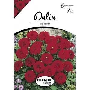 Bulbi dalia pitica Ellen Houston, 1 bulb