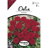 Bulbi dalia pitica Ellen Houston, 1 bulb