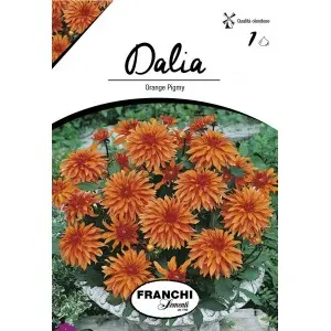 Bulbi dalia pitica Orange Pigmy, 1 bulb