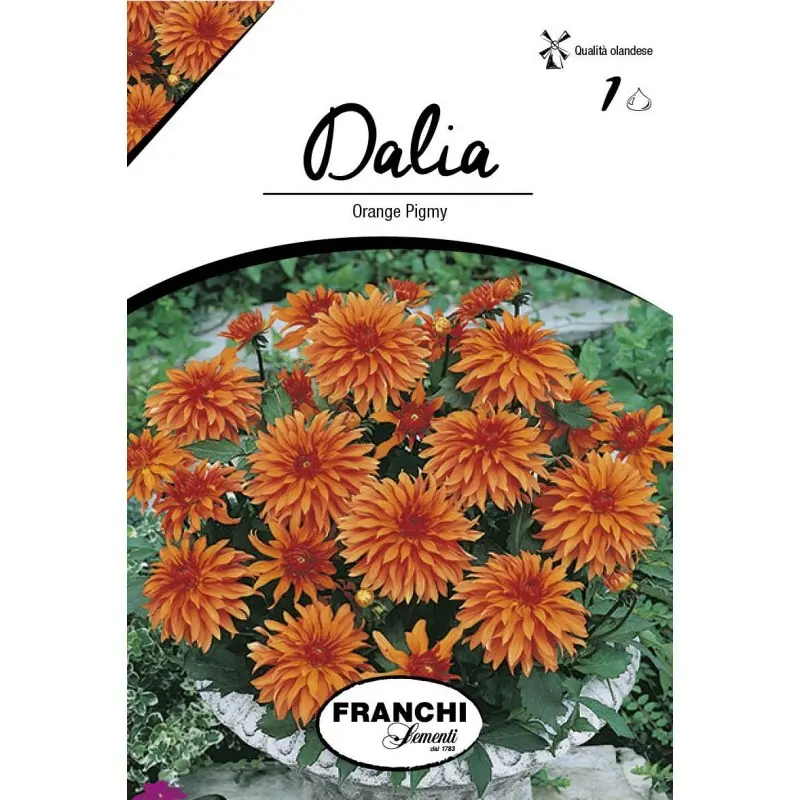 Bulbi dalia pitica Orange Pigmy, 1 bulb