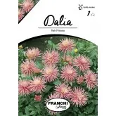 Bulbi dalia pitica Park Princess, 1 bulb