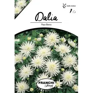 Bulbi dalia pitica Playa Blanca, 1 bulb