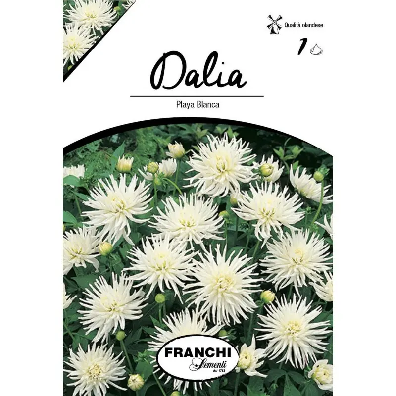 Bulbi dalia pitica Playa Blanca, 1 bulb