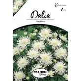 Bulbi dalia pitica Playa Blanca, 1 bulb