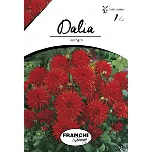 Bulbi dalia pitica Red Pigmy, 1 bulb